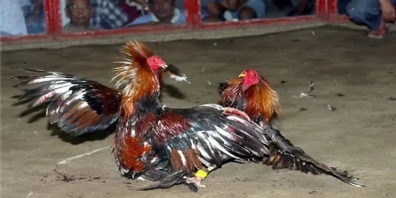 Giới thiệu tổng quan về đá gà i9bet