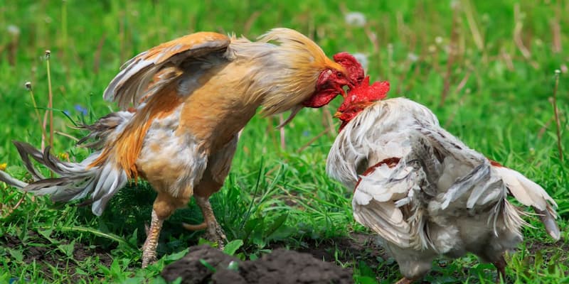 Lợi ích của việc coi màu mạng gà đá chính xác