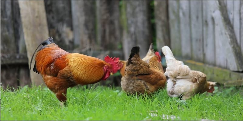 Những lưu ý quan trọng khi coi màu mạng gà đá