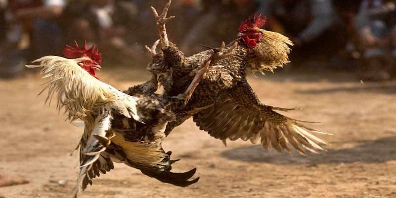 Trải nghiệm thực tế tại i9bet